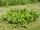 Horseradish