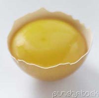 Egg Yolk