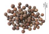 Allspice