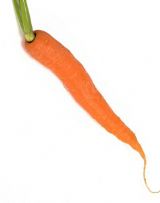 Carrot