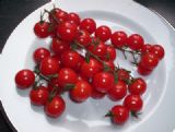 Cherry Tomato