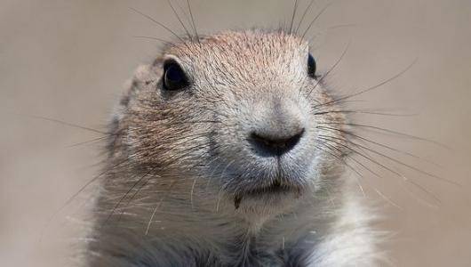 Prairie Dog recipe