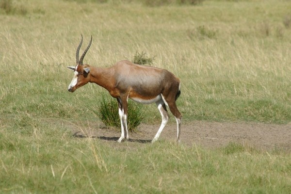 Blesbok (South Africa) recipe