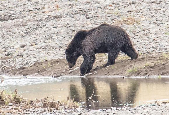 Brown Bear recipe