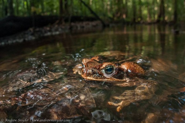 Cane Toad recipe