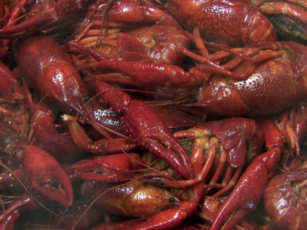 Crawdaddy recipe