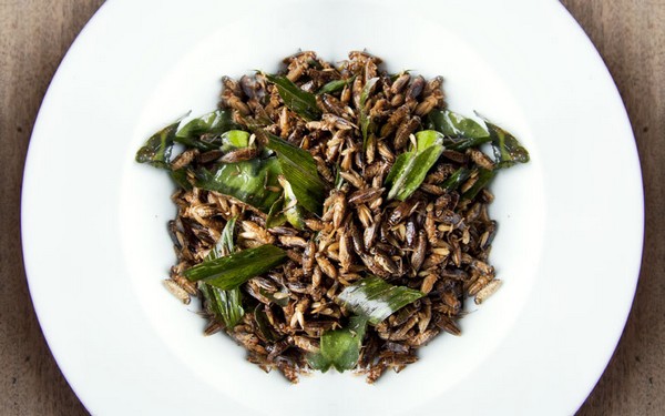 Crickets recipe