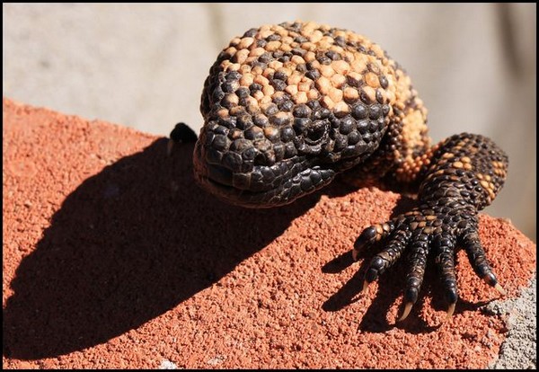 Gila Monster recipe