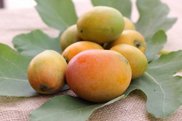 Lady's Mango recipe