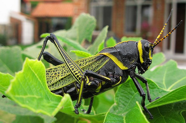 Mexican Grasshopper recipe