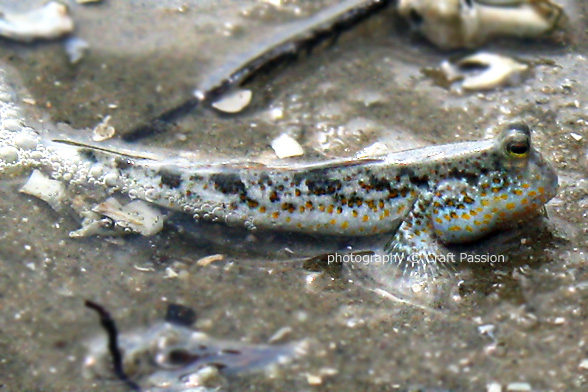 Mudskipper recipe