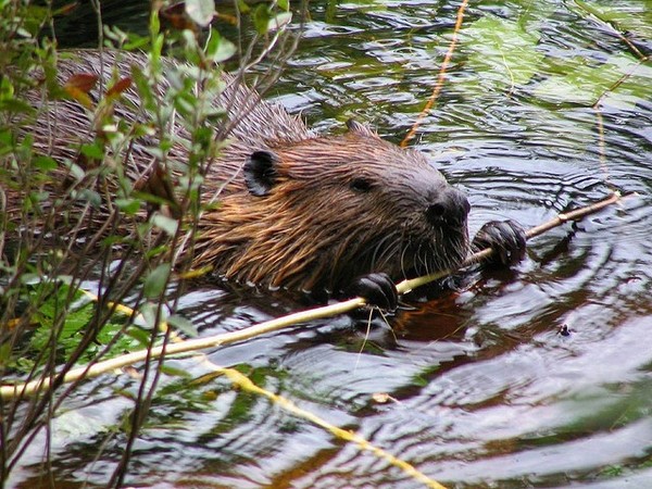 Slippery Strawberry Bald Beaver