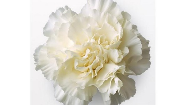 White Carnation recipe