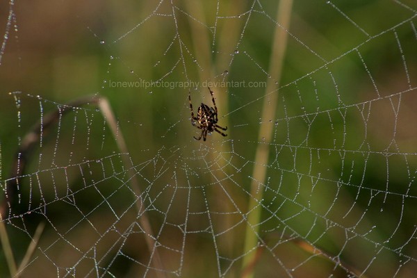 Barking Spider