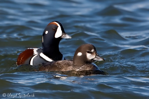 Flaming Duck Quiff recipe