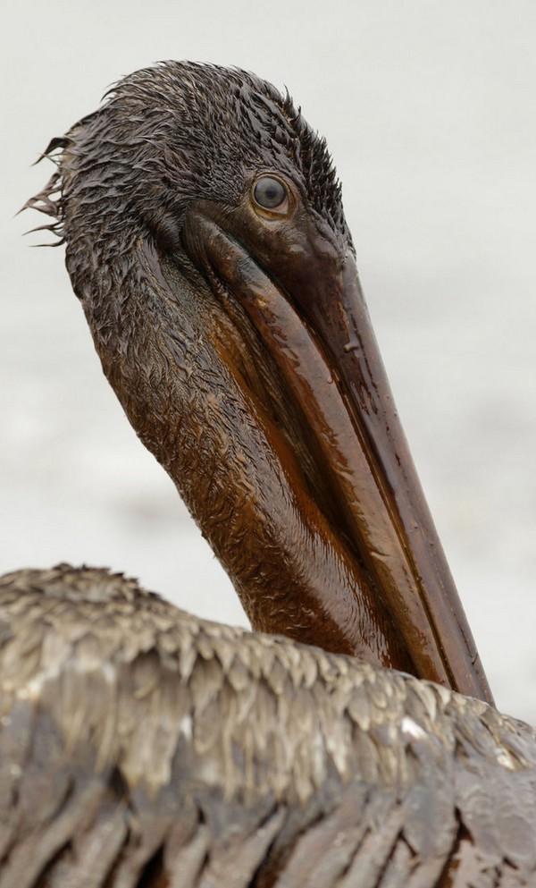 Brown Pelican recipe