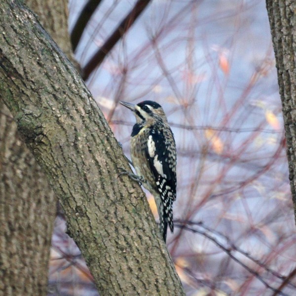 Yellow Bellied Sap Sucker recipe