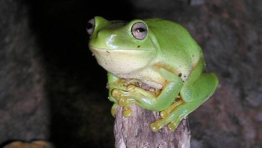 Green Tree Frog recipe