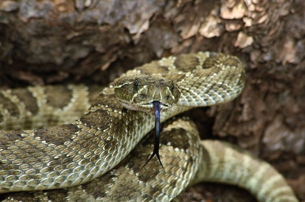 Colorado Rattlesnake recipe